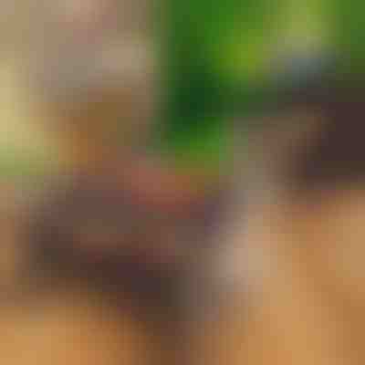 Συμπαγής φορητή πτυσσόμενη ψησταριά | PORTOGRILL