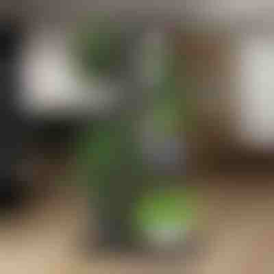 Βάση για γλάστρες φυτών | POTSTAGE